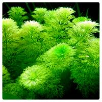 22. Limnophila Sessiliflora porcja in vitro 5szt