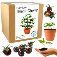 Набор для Выращивания Помидор коктейль Black Cherry