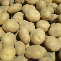 Ziemniaki SORAYA, od rolnika, 24kg - zołte