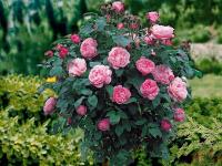 Пенная Роза розовая большой цветок / и вид. 2 люверсы № 310