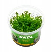 INVITAL Rotala boshi nanjenshan in vitro Ø 7 cm