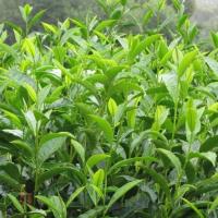 świeże liście prosto z drzewa Herbata Chińska (Thea Sinensis) 3 nasiona