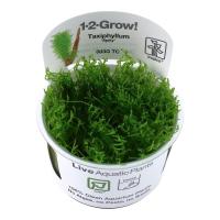 Taxiphyllum Spiky 1-2 Grow Tropica