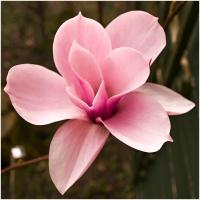 Магнолия Лебнера семена куст любви