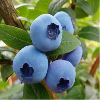 Черника бонус самый большой плод для 3см рассада горшок