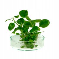 Lobelia Cardinalis sp MINI in vitro