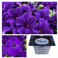 Petunia F1 Tritunia Blue Blue