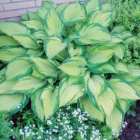 Hosta Funkia Albopicta 1 szt. sadzonka sadzonki kłącze