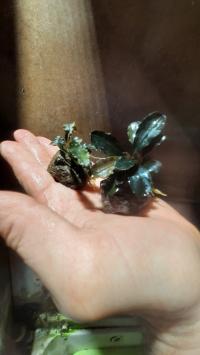 БУЦЕФАЛАНДРА на лаве - мини-украшение