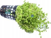 Hemianthus micranthemoides [koszyk]