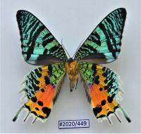 Бабочка Урания Рифей самец брюшная сторона.