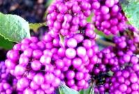 PIĘKNOTKA BODINIERA - CALLICARPA BODINIERI SADZONKA W P9