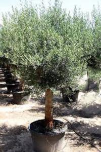 ОЛИВКОВОЕ ДЕРЕВО ОЛИВКОВОЕ ДЕРЕВО НА СТВОЛЕ