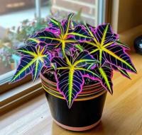 Koleus - odmiana Magical - piękna pokrzywa - nasiona 20szt. ***