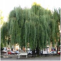 ГК ИВА БЕЛАЯ ПЛАКУЧАЯ САЖЕНЕЦ 120-150 СМ. SALIX ALBA