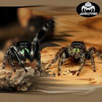 Skakun Phidippus audax bryantae 