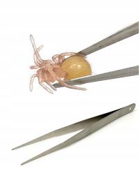 Мягкий прямой пинцет SOFT STRAIGHT 12cm