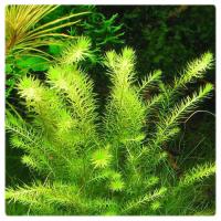 170. Mayaca Fluviatilis porcja in vitro 10szt