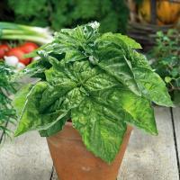 Салат базилик-огромные листья, мягкий вкус