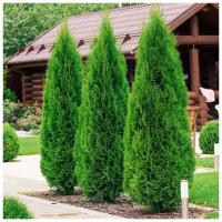 Туя западная Смарагд туя туя Изумруд 60см плотная живая изгородь