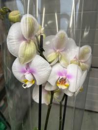 Storczyk żywy JMP 60cm 2 pędy świeża dostawa tylko 1 sztuka