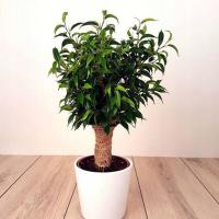 Фикус Бенджамин Натасия фикус Бенджамина из мешковины фикус