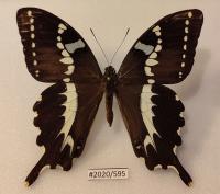 Бабочка Papilio delalandei самец 85 мм.