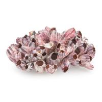 Раковина для аквариума Barnacle ракушки 20-25 см