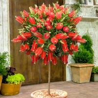 Лимонная Пинта красные кисти Callistemon citrinus