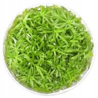 POGOSTEMON YATABEANUS SILNA ROŚLINA AKWARIOWA IDEALNA NA TRAWNIK INVITRO