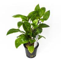 INVITAL Hygrophila corymbosa koszyk Ø 5,5 cm
