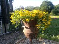 Komonica zwyczajna, Lotus corniculatus, lek