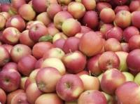 Skrzynka jabłek 16kg półsłodkie Idared winne od Sadownika