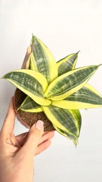 Sansevieria Golden Hahnii / железное растение с красивой окраской