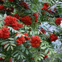 Jarząb pospolity, Jarzębina Sorbus acuparia