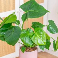 Самая красивая Monstera Deliciosa дырявое растение восхитительно большие листья