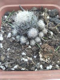 ESCOBARIA sneedi mrozoodporny kaktus zakwita już po kilku latach uprawy