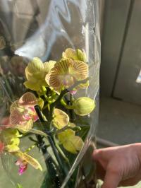 Storczyk żywy JmP 30/40cm 2 pędy multiflora