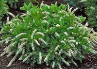 ITEA WIRGINIJSKA PIĘKNIE SIĘ WYBARWIA- ODPORNA