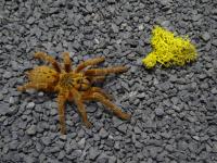 PAJAK PTASZNIK PTERINOCHILUS MURINUS USAMBARA L5/6 