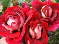 Розы крупноцветковая Роза ароматная!!! Kronenburg посылка 5 шт.