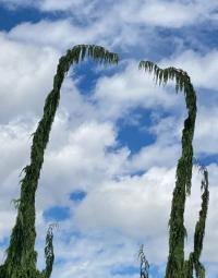 Феноменальный Кипарис нуткайский' Van den Akker ' стрела в небо большие экземпляры