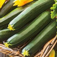 Cukinia Black Beauty smaczna plenna odmiana nasiona cukini warzyw