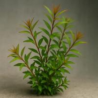 LUDWIGIA ARCUATA WĄSKOLISTNA - Czerwono-Zielona Piękna Roślina do Akwarium