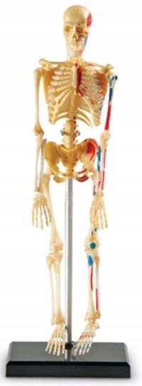 Learning Resources Skeleton Model, Miniature Model, Easy to Manipulate, 41-