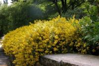 JANOWIEC LIDYJSKI - BARDZO DŁUGO KWITNIE -URZEKA