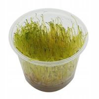 Java Moss In Vitro Kubek 10cm Mech Do Akwarium Paludarium