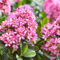 Twardziczka PINK ELLE Sadzonka 0,4L DŁUGO OBFICIE KWITNIE WIELOLETNIA