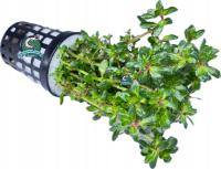 Ammania sp. 'Bonsai' [koszyk]