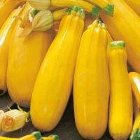 Cukinia Goldena żółta - średnio wczesna, plenna o kremowym miąższu -nasiona